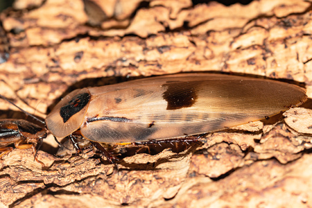 big exotic cockroach