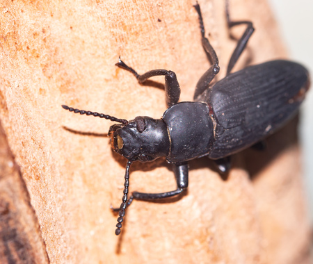 exotic beetle on a treeの写真素材