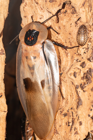 big exotic cockroach