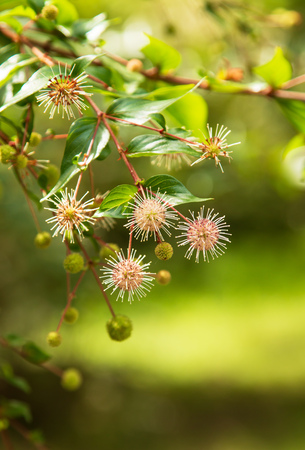 plant with round flowers