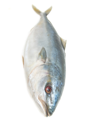 whitefish on white backgroundの写真素材