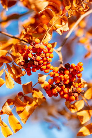 rowan berries on a branchの写真素材
