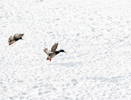 flying ducks on white snow backgroundの写真素材