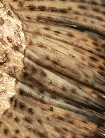 fish scales as backgroundの写真素材