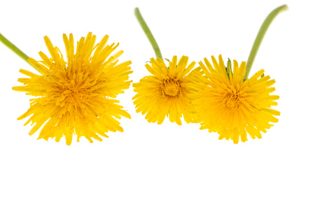 yellow dandelion on a white backgroundの写真素材
