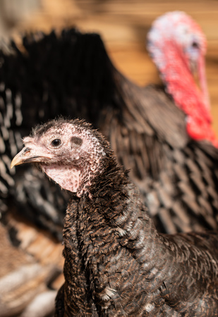 turkey bird on a walkの写真素材