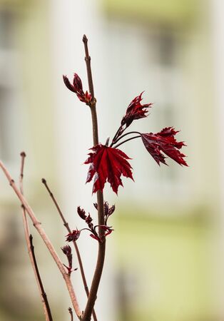 red maple leaf on a light backgroundの写真素材