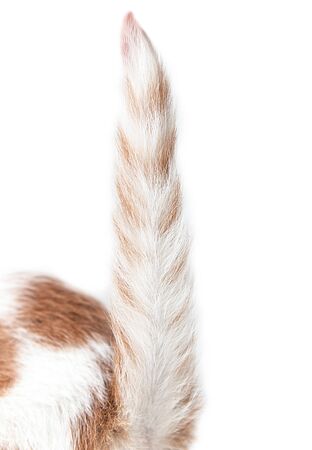 cat tail on a white backgroundの写真素材
