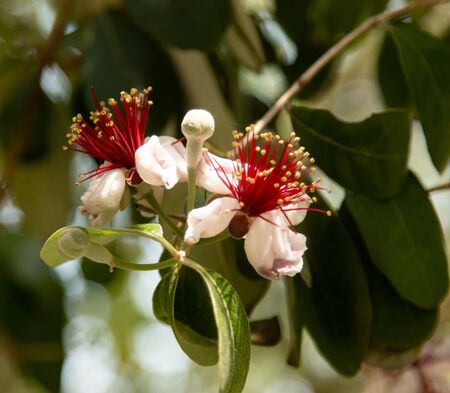 feijoa flowers on the branchの写真素材