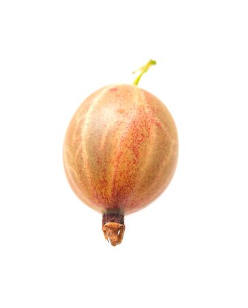 fresh berries of ripe gooseberry on a white backgroundの写真素材