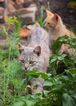 cat walking near the plants