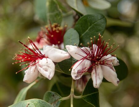 feijoa flowers on the branchの写真素材
