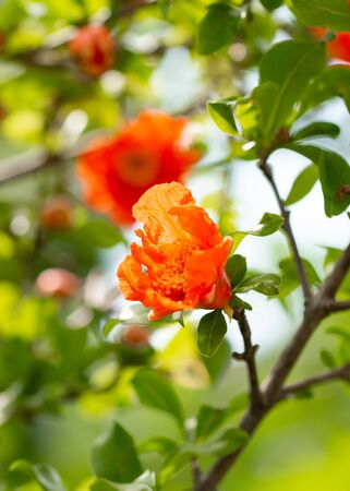 red pomegranate flowers on a bushの写真素材