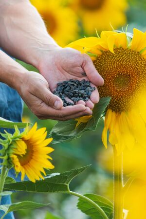 black sunflower seeds in hand on the background of flowers of sunflowerの写真素材