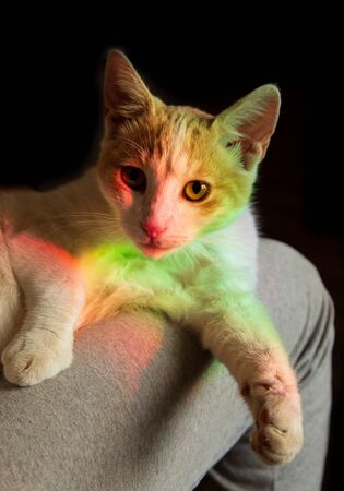 multicolored color falling on a white catの写真素材