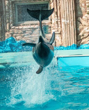dolphin jumps out of the waterの写真素材