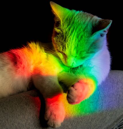multicolored color falling on a white catの写真素材