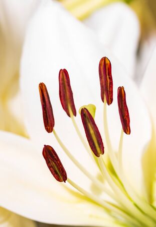 white lily flowers in the gardenの写真素材