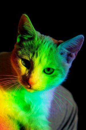 multicolored color falling on a white catの写真素材