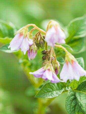 flowers of potatoes on a branchの写真素材