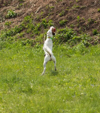 white dog with brown spots playing on the grasswhite dog with brown spots playing on the grassの写真素材