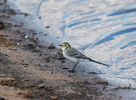 little bird by the riverの写真素材