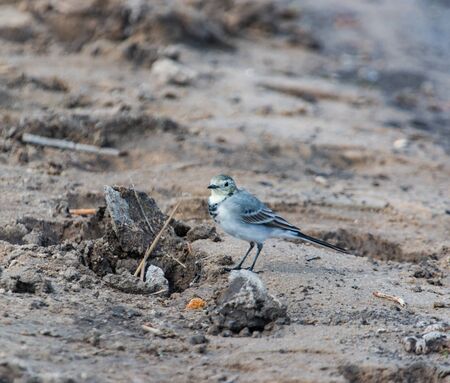 little bird by the river