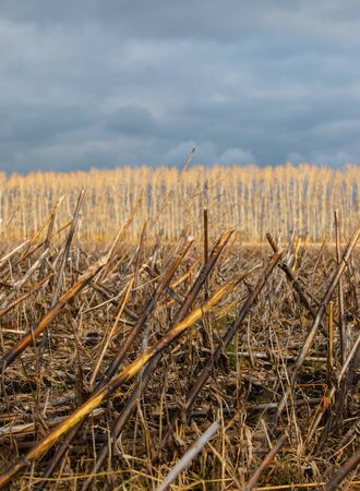 autumn landscape with dry grassの写真素材