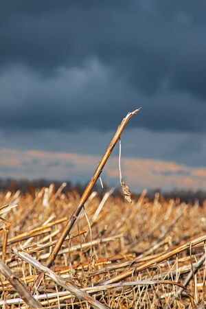 autumn landscape with dry grassの写真素材