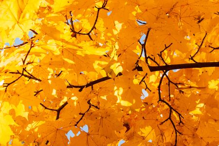 yellow autumn maple leaves as backgroundの写真素材