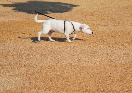 thoroughbred dog for a walkの写真素材