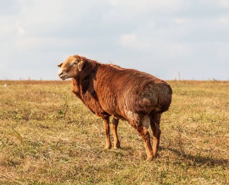 animal ram for a walkの写真素材