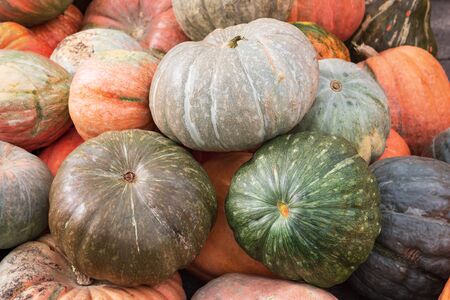 different ripe pumpkins as background