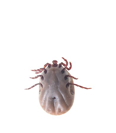 big tick on white backgroundの写真素材