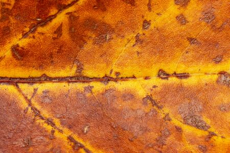 autumn maple leaf on a white backgroundの写真素材