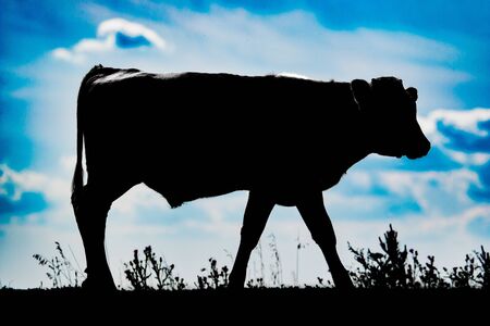 silhouette of a cow against the skyの写真素材