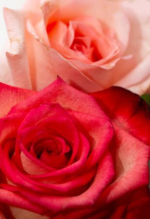 red and white rose on a white backgroundの写真素材