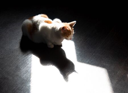 white cat with with reflection of its shadowの写真素材