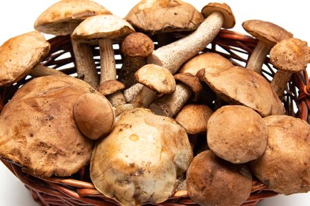 forest mushrooms against a white background in a basketの写真素材