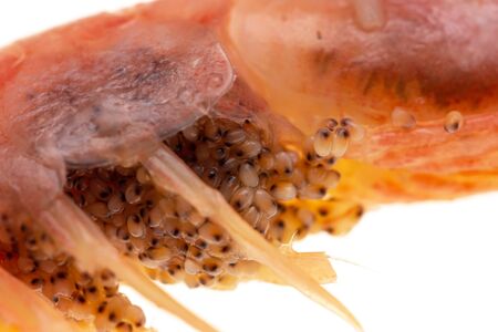 shrimp with caviar on a white backgroundの写真素材