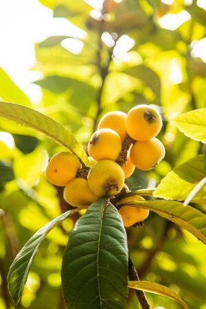 yellow fruit of loquat on d...の写真素材