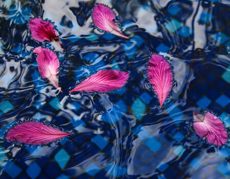 pink flower petals in blue waterの写真素材