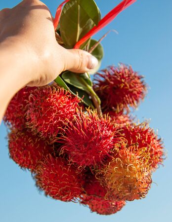 fruit of the rambutan fruit in the handの写真素材