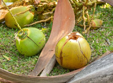 drinking coconut fruit on a green backgroundの写真素材