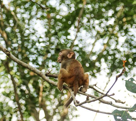 monkeys on a tree branch in nature
