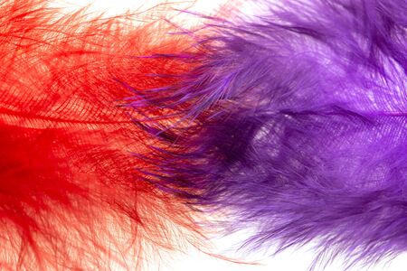 red-blue feathers on a white backgroundの写真素材