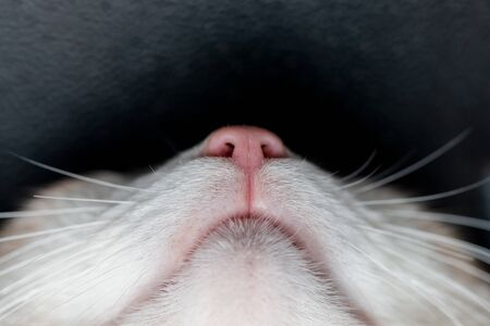 cat pink nose as backgroundの写真素材