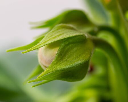white flower bud as backgroundの写真素材