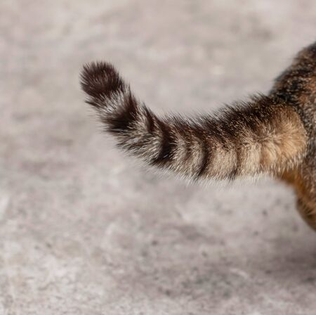 cat tail on gray backgroundの写真素材
