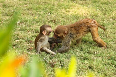 young monkeys fight on green grassの写真素材